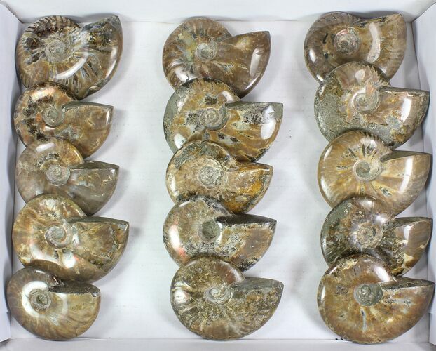 Lot: - Whole Polished Ammonites (Grade B/C) - Pieces #77759